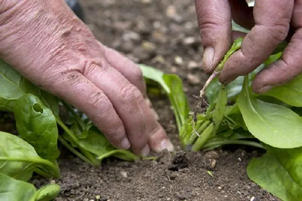 Подготовка семян шпината к посадке в открытый грунт
