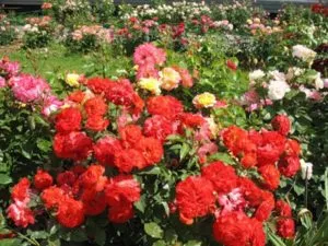 Как посадить розу Флорибунду: посадка и уход