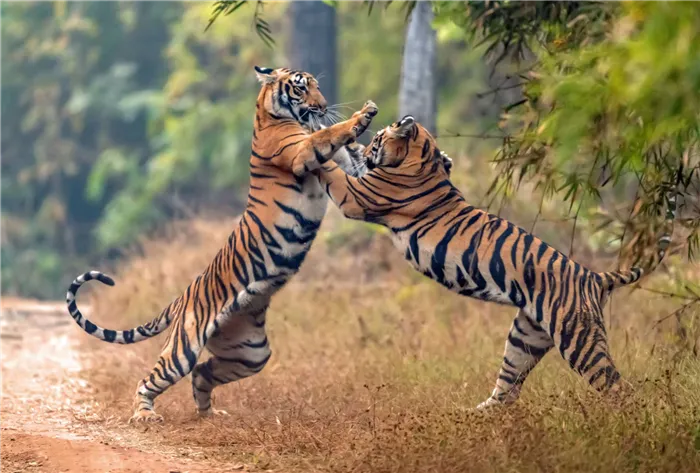 Драка тигров за территорию