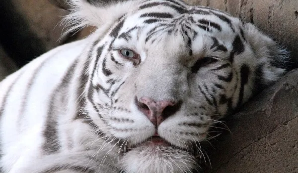 Фото: Редкое животное белый тигр
