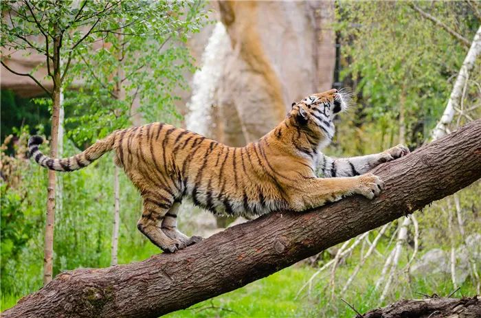 Тигры живут одни и метят территории