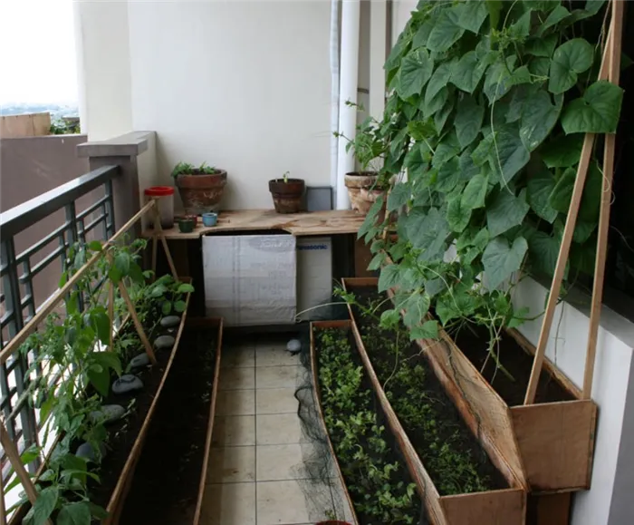 картинка выращивание огурцов на балконе