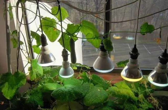 люминесцентные лампы на балконе при выращивании огурцов