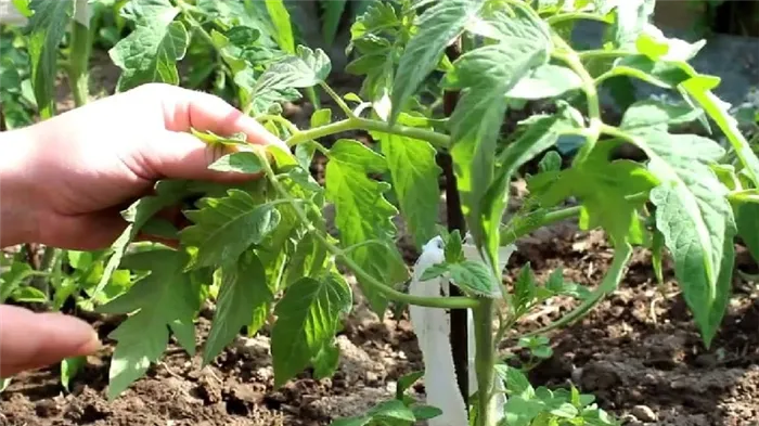 Учимся у опытных дачников как пасынковать помидоры правильно: разбор нюансов и пошаговое описание процесса