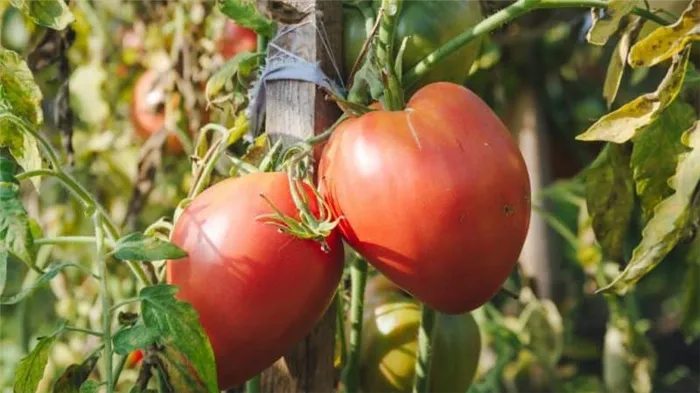 Учимся у опытных дачников как пасынковать помидоры правильно: разбор нюансов и пошаговое описание процесса