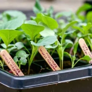 Как правильно сажать и выращивать рассаду капусты в домашних условиях