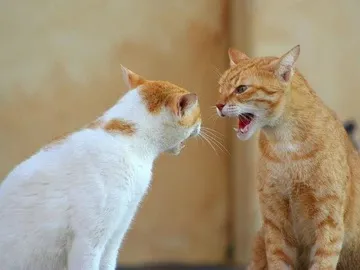 Что значат кошачьи звуки - мяуканье, мурлыканье и урчание?