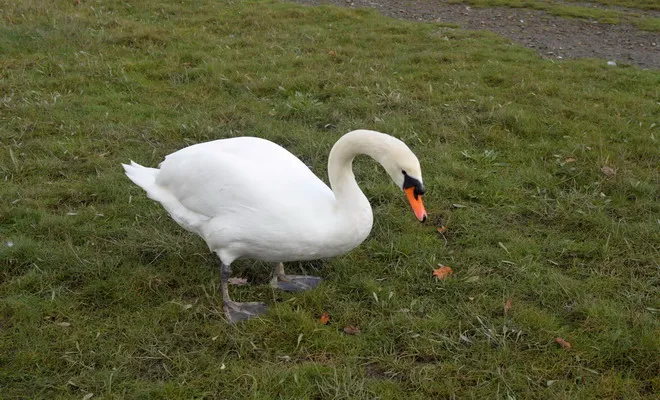 Лебедь-трубачь стоит на траве