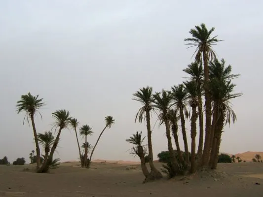 Финиковые пальмы в пустыне