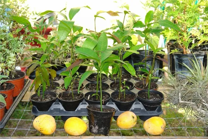Проращивание манго в горшках маленького размера