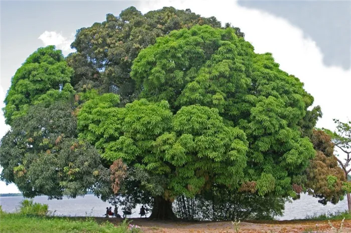 Большое манговое дерево. Возраст около 300 лет