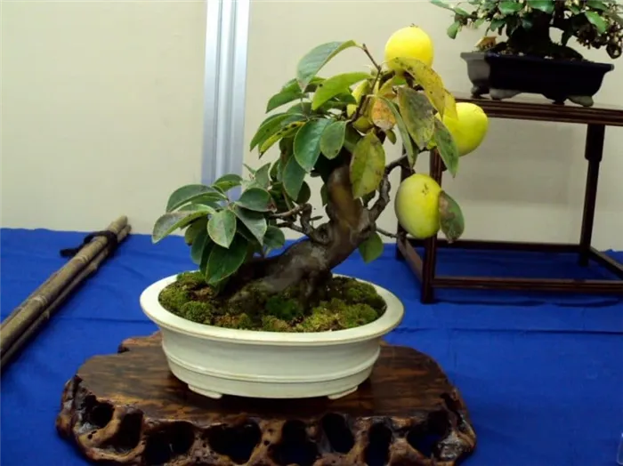 «Высший пилотаж» в выращивании манго: плодоносящее растение в стиле бонсай