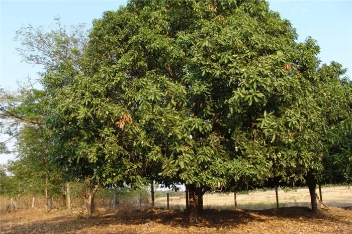 Манговое дерево средних размеров