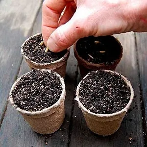 Как правильно посадить огурцы на рассаду, и когда это лучше сделать