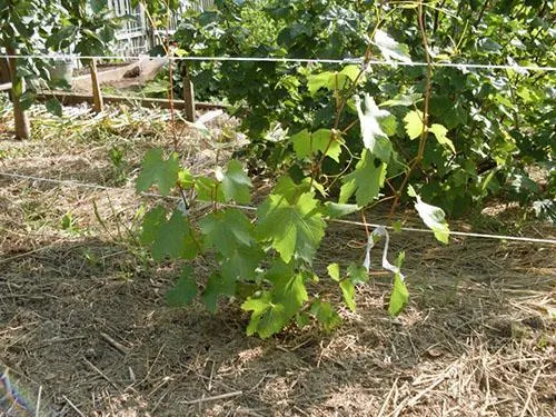 Уход за виноградом в первый год
