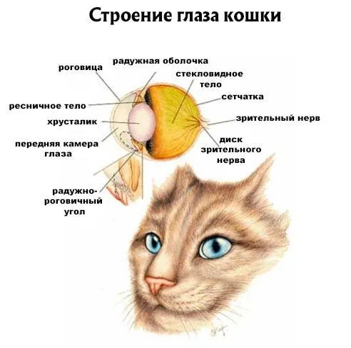 Как устроен глаз кошки