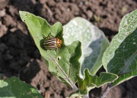 Колорадский жук на листе баклажана