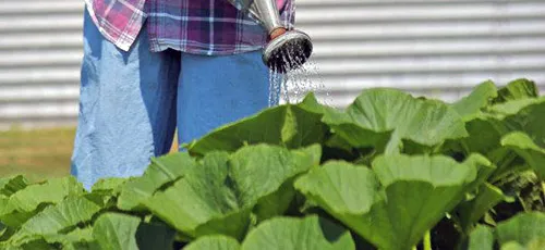Выращивание тыквы: полив тыквы