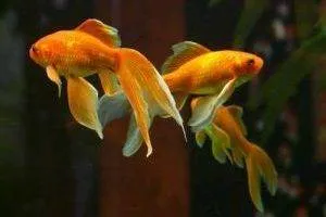 Золотые грациозные рыбки