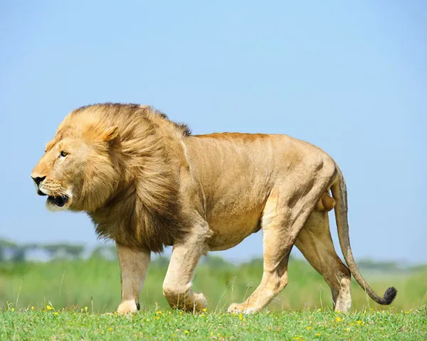 Юго-восточный африканский или трансваальский лев (Panthera leo krugeri)