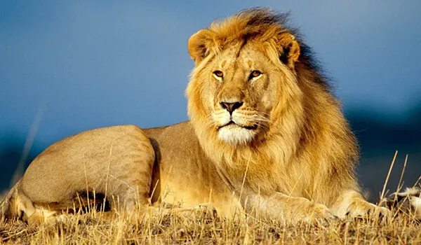 Фото: Как выглядит африканский лев