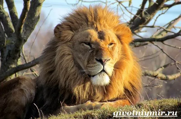 Лев-животное-Образ-жизни-и-среда-обитания-льва-2