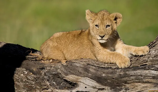 Фото: Детеныш африканского льва
