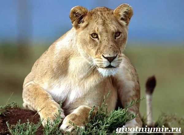 Лев-животное-Образ-жизни-и-среда-обитания-льва-3