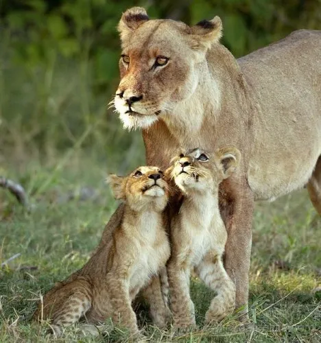Размножение львов