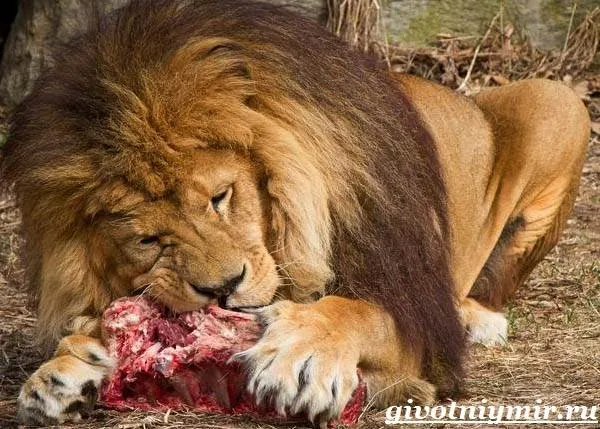 Лев-животное-Образ-жизни-и-среда-обитания-льва-8