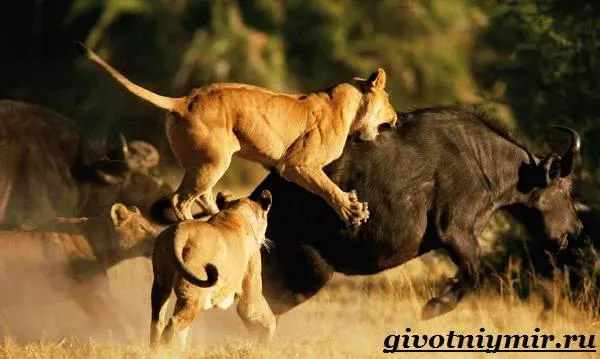 Лев-животное-Образ-жизни-и-среда-обитания-льва-7