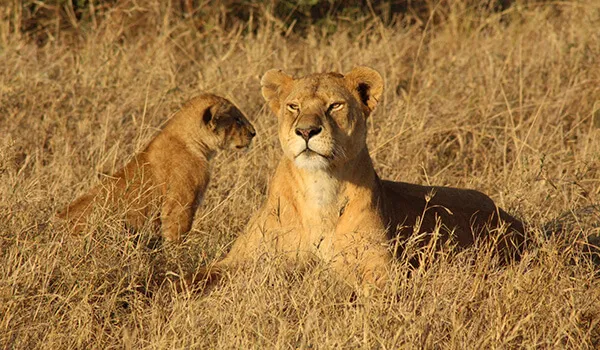 Фото: Самка африканского льва