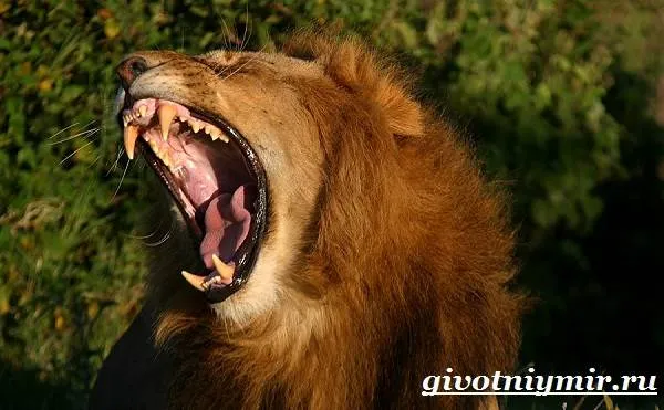 Лев-животное-Образ-жизни-и-среда-обитания-льва-9