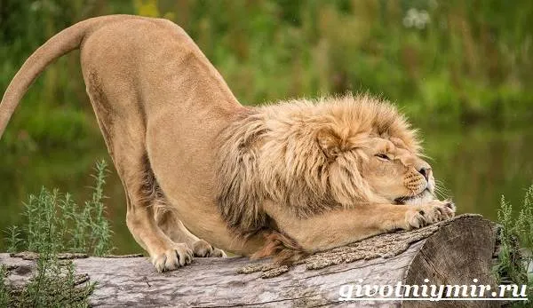Лев-животное-Образ-жизни-и-среда-обитания-льва-4