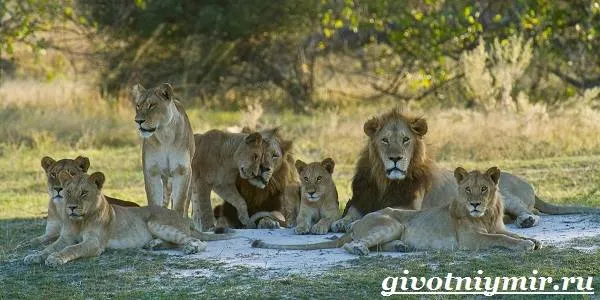 Лев-животное-Образ-жизни-и-среда-обитания-льва-6