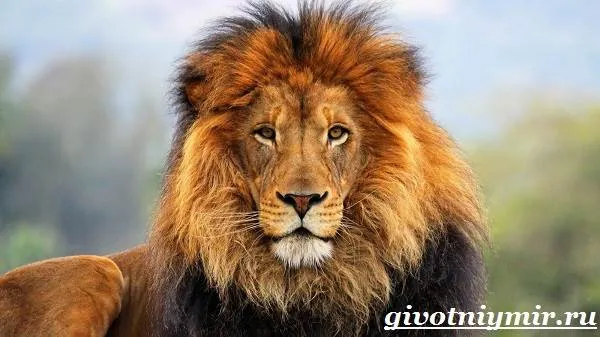 Азиатский, персидский или индийский лев (Panthera leo persica)