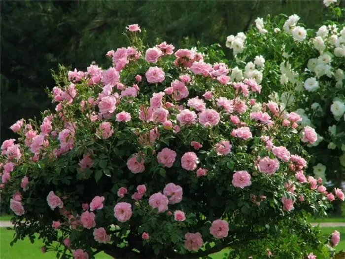 цветение парковых роз