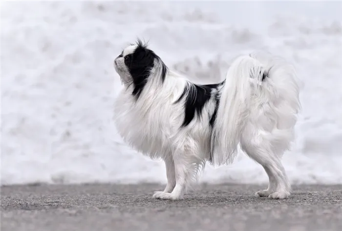 ТОП-30 самых маленьких пород собак: японский хин