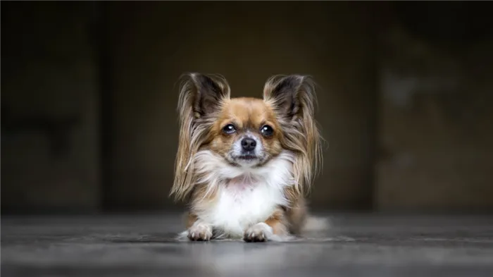 ТОП-30 самых маленьких пород собак: папильон