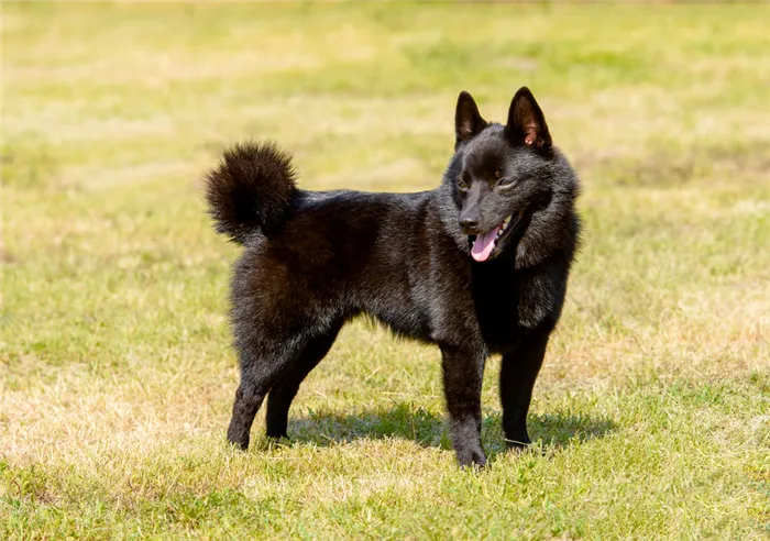 ТОП-30 самых маленьких пород собак: шипперке