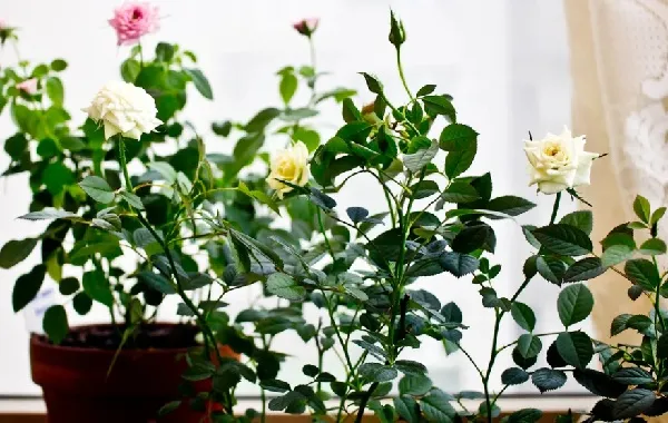 Роза-Кордана-цветок-Описание-особенности-виды-и-выращивание-розы-Кордана-17