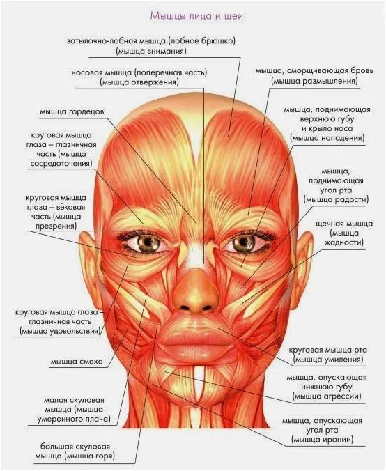 Анатомия лица