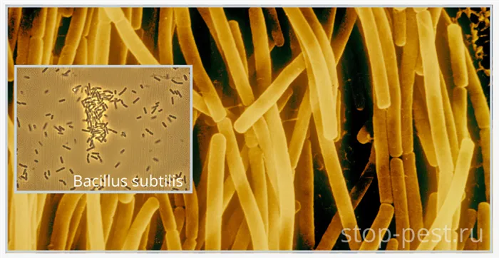 Бактерия bacillus subtilis