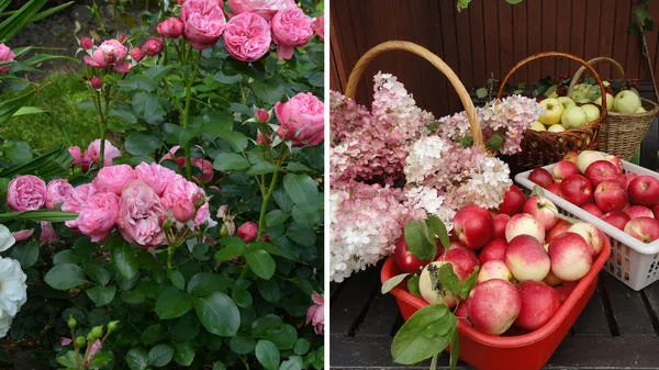 Роза Leonardo da Vinci блещет здоровьем, сад радует пышным цветением и обильными урожаями. Фото автора