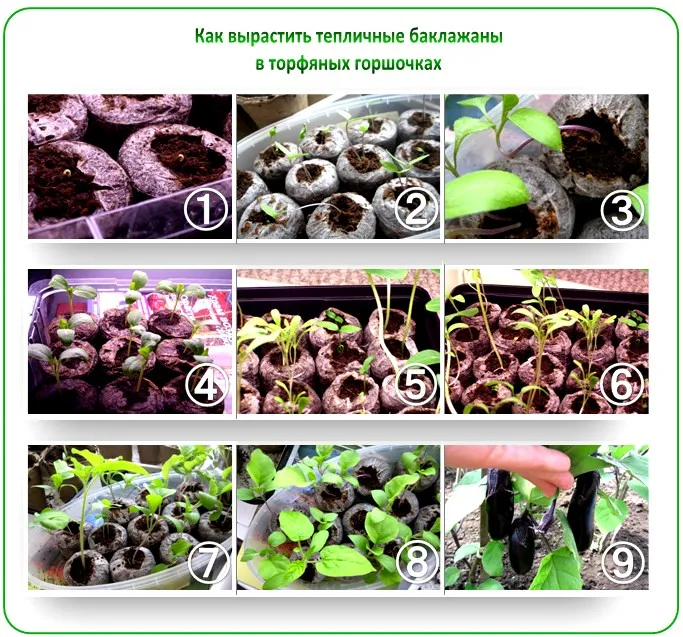 Выращивание баклажанов в торфяных таблетках