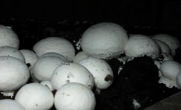 Снимать грибы с грядок нужно также по правилам, дабы грибницы не переставали плодоносить