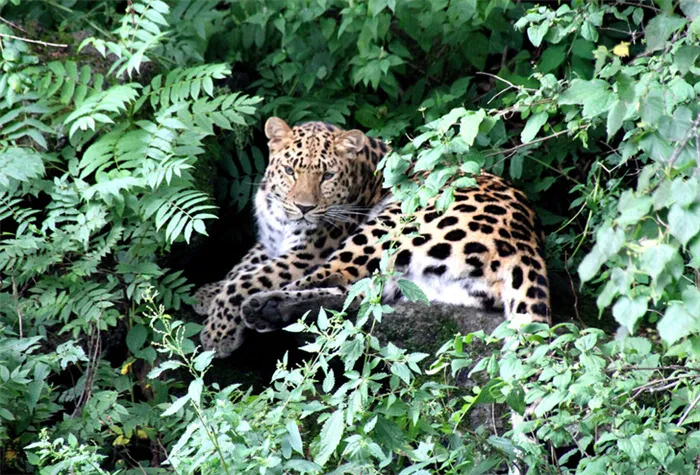 Леопард из Сафари-парка Приморья