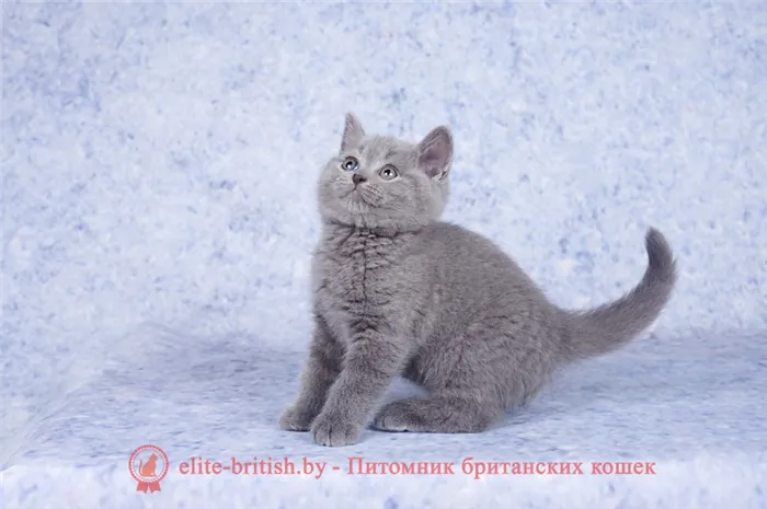 как отличить британского котенка от обычного как отличить британца от обычного котенка картезианская кошка и британская отличия как отличить британскую кошку как отличить британскую кошку от обычной отличительные черты британских кошек шатлансктнвислоухая и британская кошка отличия русская голубая кошка и британская отличия отличительные признаки британской породы кошек картезианская кошка отличие от британцев шартрез кошка отличие от британцев как отличить британца от обычного кота британская кошка отличия отличия британских котят британские коты как отличить как отличить кошку от кота британцы чем отличается британская кошка чем отличаются британские кошки от вислоухих кот британец как отличить отличия британского кота отличить британского котенка чем отличаются котята британские британцы котята как отличить как определить британского котенка от простого