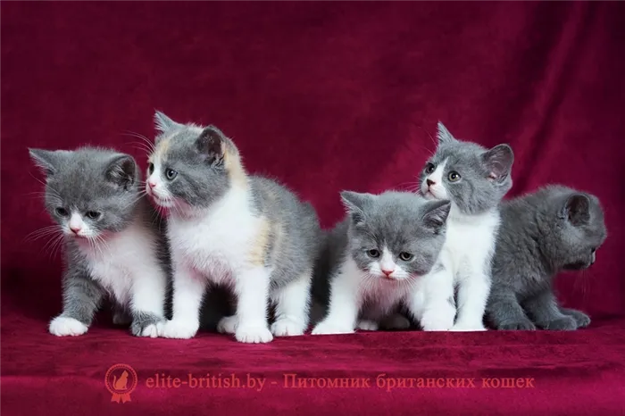 Британский короткошерстный котенок