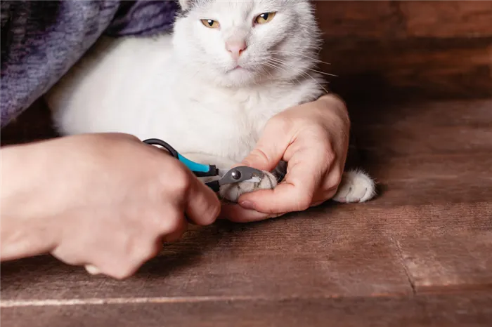 Как подстригать когти котенку и кошке